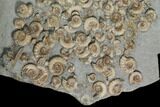 Ammonite (Promicroceras) Mass Mortality - Lyme Regis #130621-2